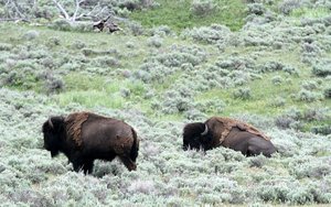 Bison near Buffalo Ranch