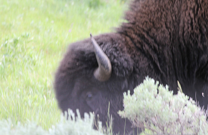 Bull bison feeding