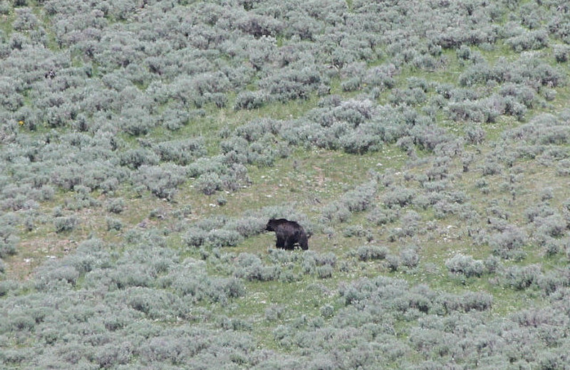bear on hill