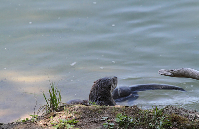 Otter mother and babies in the water!
