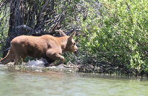 The Secret Life of Moose