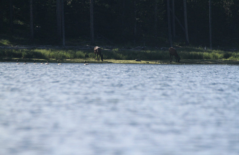 Kayaking Adventure on Jackson Lake