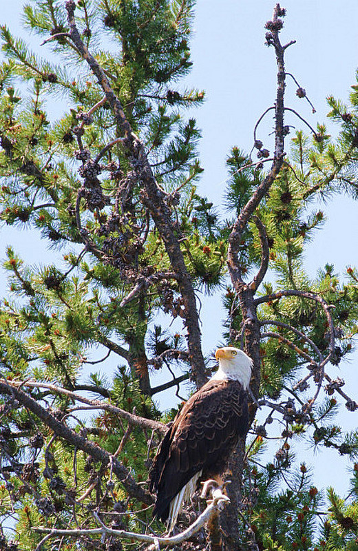 Another Bald Eagle !