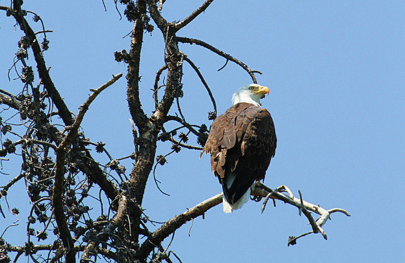 Another Bald Eagle !