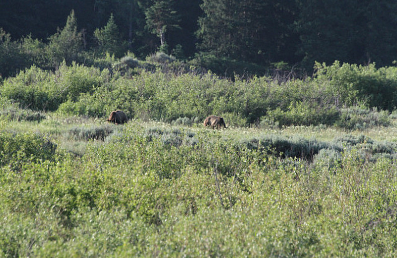 Grizzly Bear Cubs, we were  told, but so big !
