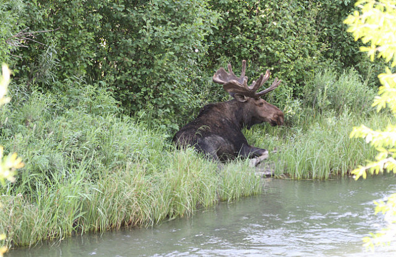 Mr. Moose at rest by the Snake River