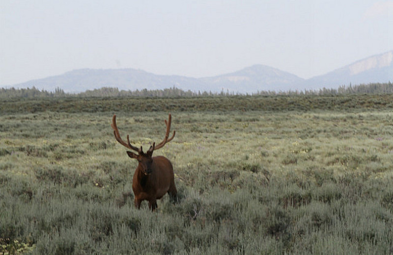 Bull Elk out in the Sage !