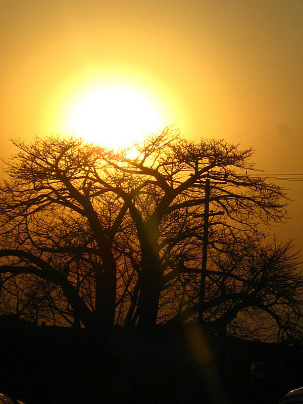 Baobab Tree at Sunset in Chipata