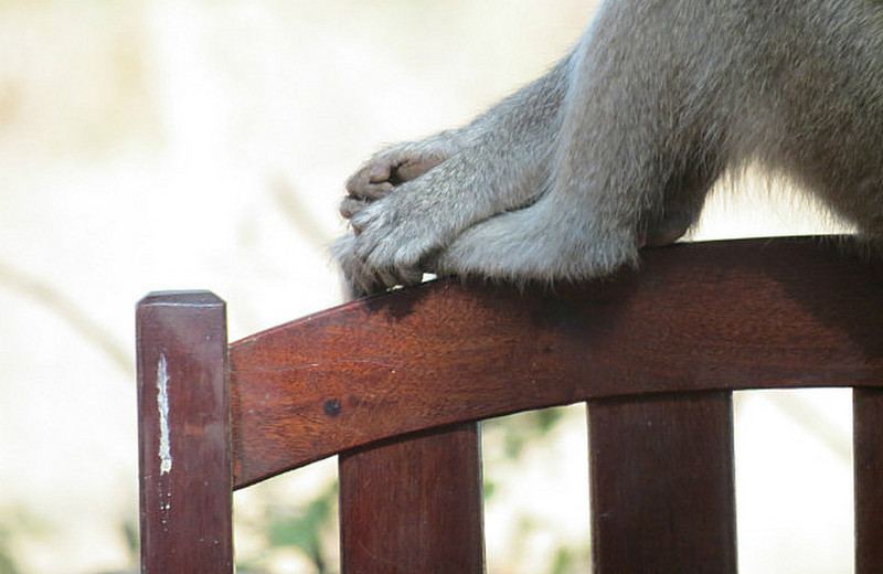 Vervet Monkeys at Wildlife Camp