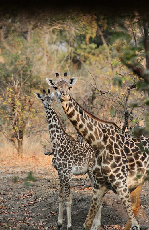 Giraffe drink at  Campsite Watering Hole !