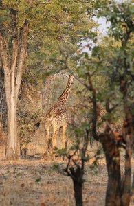 Giraffe disappear into the bush
