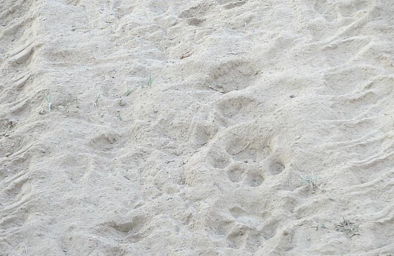 /said these were leopard tracks