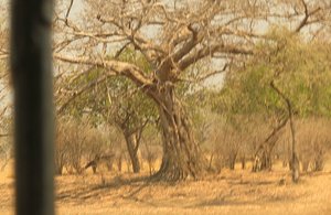 /lovely baobob tree