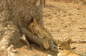 /tree is comforting to this young lion