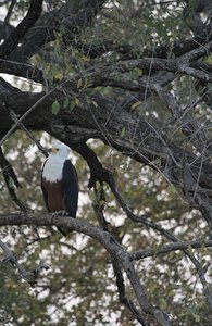//African Fish Eagle