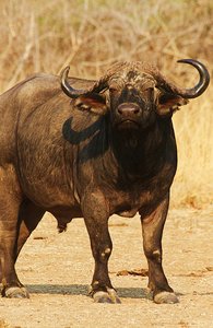 /Mr Cape Buffalo checking us out