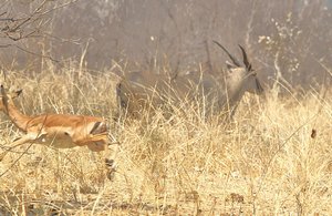 /impala getting into eland picture
