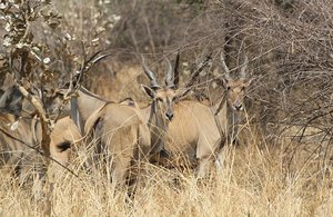 //nice group of elands