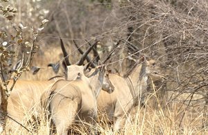 /nice group of elands