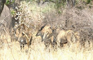 /nice group of elands