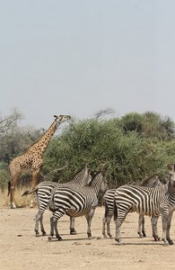 /zebra and giraffe