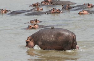 /a really large pod of hippos