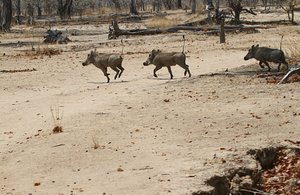 /warthogs running