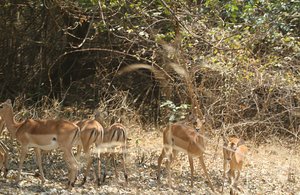 /group of impalas