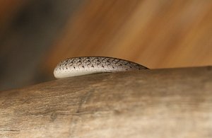 Western Spotted Bush Snake