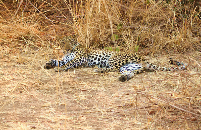 /young female leopard taking a break