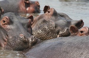 /hippos having  a rest