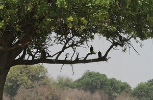 vultures in tree