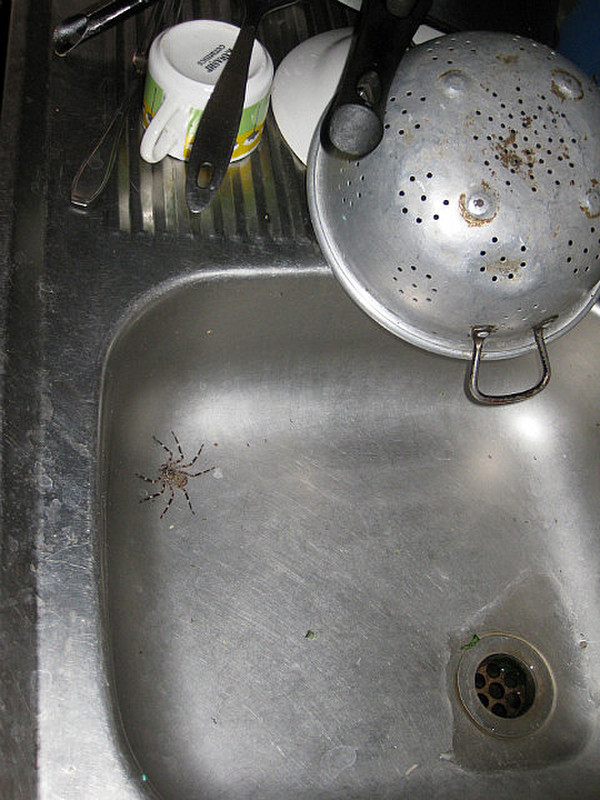 /eek, spider in the sink 