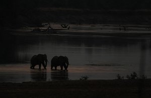 elephants crossing at sunset
