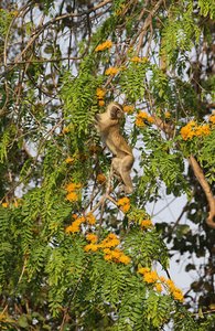 .monkey eating blooms