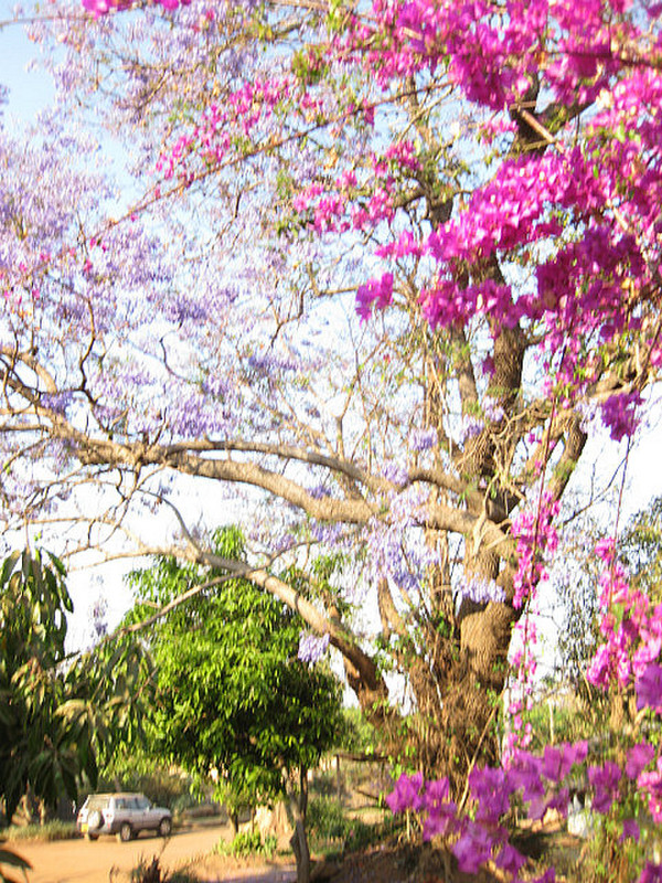 .jacaranda tree in bloom