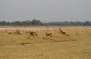 -last morning antics of impala