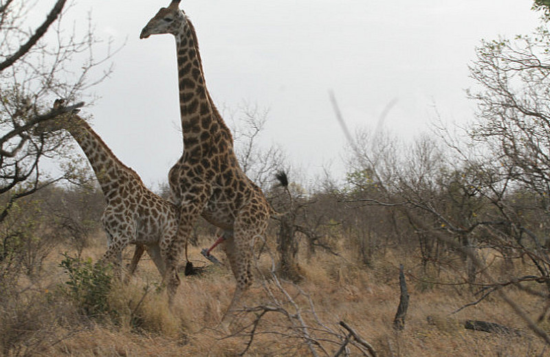 Giraffe mating behavior