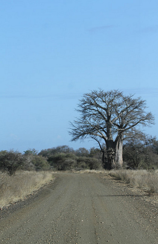 /big baobab tree