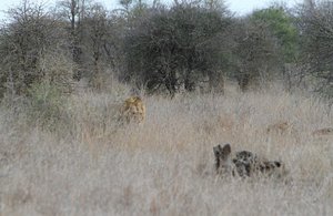The Lions of Satara