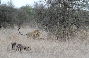 The Lions of Satara