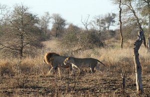 Satara Lions On The March 