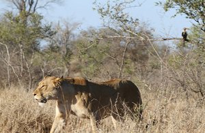 Satara Lions On The March 