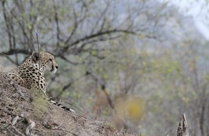 A Cheetah Hunts at Daybreak