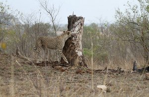 A Cheetah Hunts at Daybreak