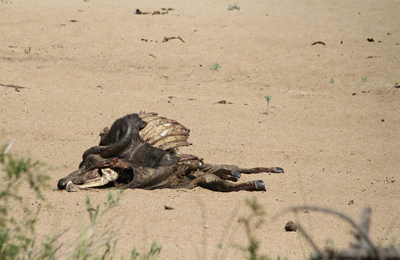 Wild Dogs of Timbavati