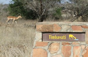 Wild Dogs of Timbavati