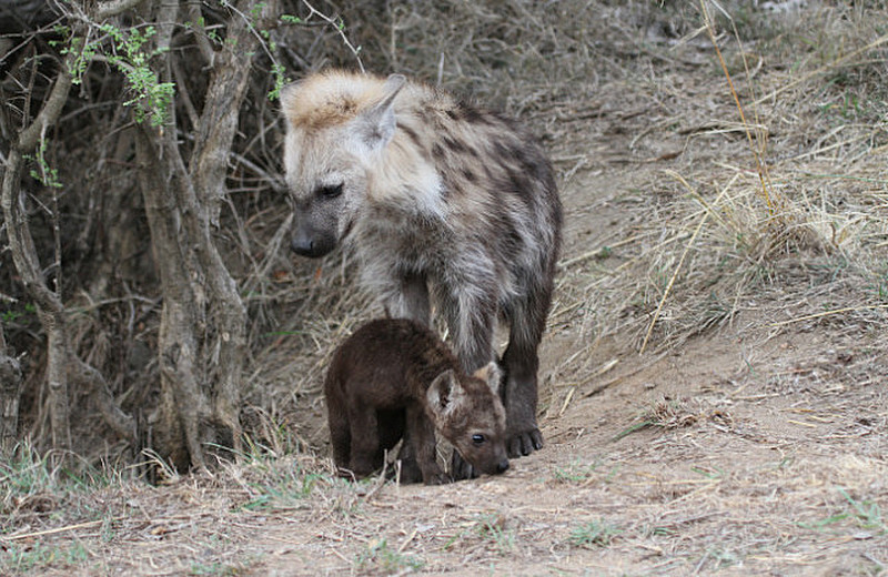 Young Hyena and Infant Hyena