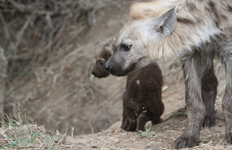 Young Hyena and Infant Hyena
