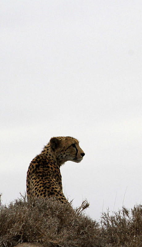Cheetah appears prepared to launch